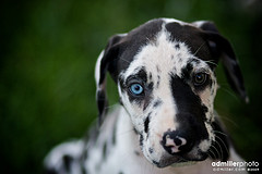 how much to feed a great dane puppy great dane puppy how much to feed a great dane puppy great dane puppy