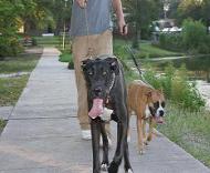 great dane pics