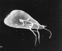 giardia picture