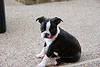 Photo courtesy of daphenator boston terrier picture