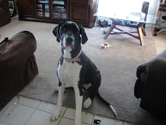 great dane picture