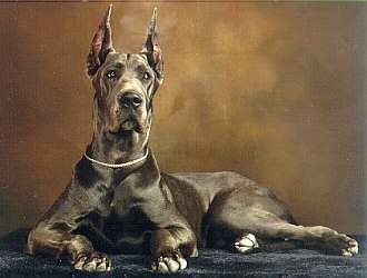 great dane pictures