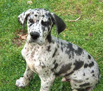 gray and black great dane