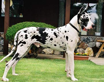 spotted great dane