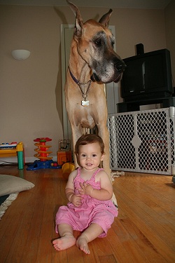 great dane picture