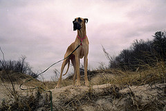 Great dane picture