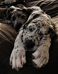 great dane picture