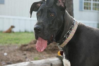 great dane pics