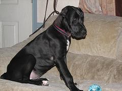 great dane picture