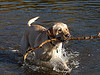 labrador retriever picture