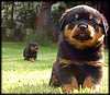 rottweiler picture