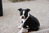 boston terrier picture