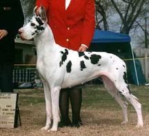 great dane pictures