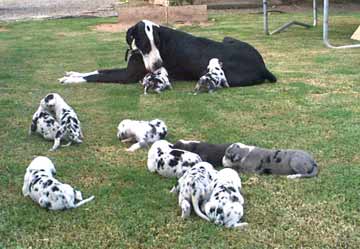 grey harlequin great dane