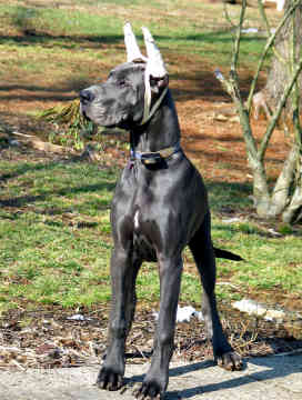 great dane pictures