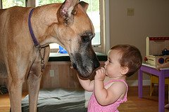 great dane picture