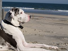 great dane picture