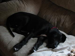 great dane pictures