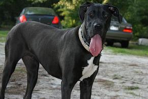 great dane picture