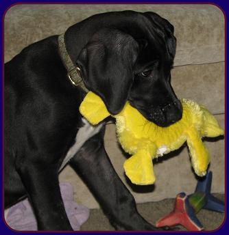 great dane pictures