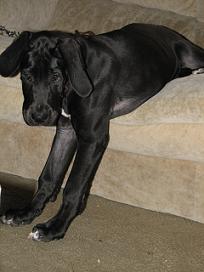 great dane pics