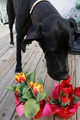 great dane picture