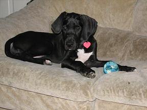 great dane puppy picture1
