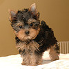 Photo courtesy of shinichiro saka yorkshire terrier picture