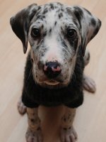 great dane picture