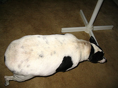 fat dogs picture