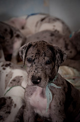 great dane puppy picture