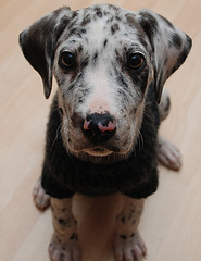 great dane picture