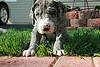 great dane puppy picture