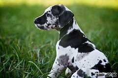 great dane puppy picture