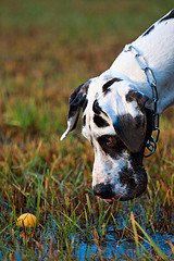 great dane picture