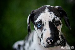 great dane puppy picture