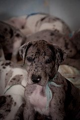 great dane puppy picture