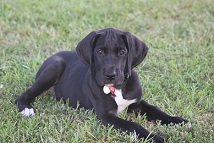 great dane puppy picture