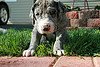 great dane puppy picture